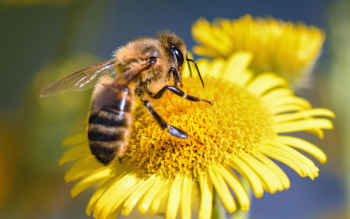 Bloemetjes en bijtjes