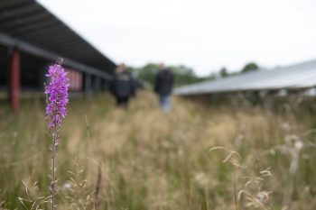 Diverse grassoorten op een zonnepark