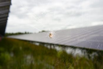 Insecten bij een zonnepark