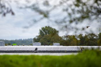 Vliegende eend boven drijvend zonnepark