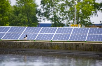 Zonnepark bij Wetterskip Fryslân