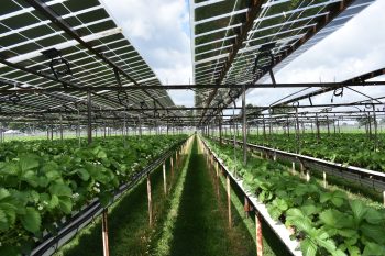 Aardbeienteelt onder zonnepanelen