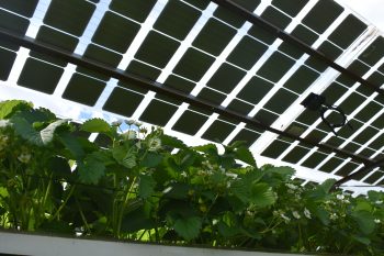 Aardbeien onder zonnepanelen
