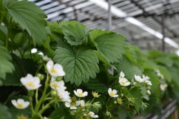 Close-up van aardbeienplanten onder zonnepanelen