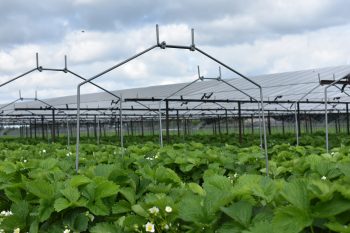 Agri-PV bij fruitteler