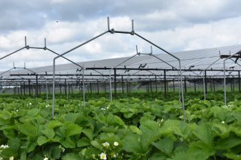 Agri-PV bij fruitteler