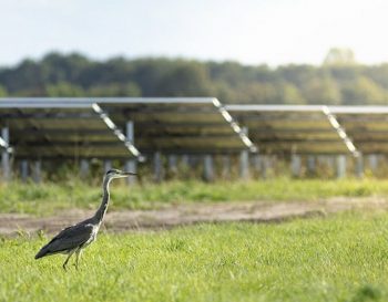 Zonnepark op land met reiger