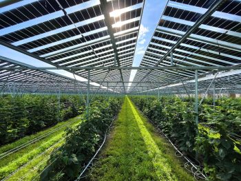 Agri-PV Sint-Oedenrode