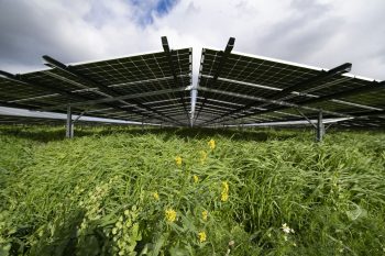 Zonnepark in Rhoon
