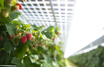 zonne-energie boven zachtfruit