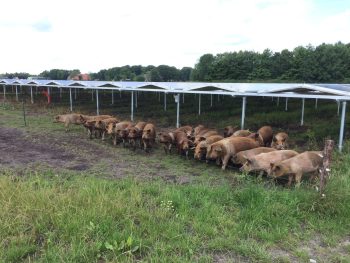 zonnepark drenthe varkens