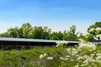 zonnepark ureterp natuur