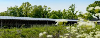 zonnepark ureterp natuur