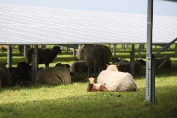 Schapen zoeken beschutting onder zonnepanelen