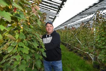 Rini Kusters bij zijn bessen