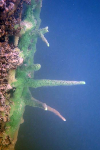 Bomhofsplas onder water - biodiversiteit