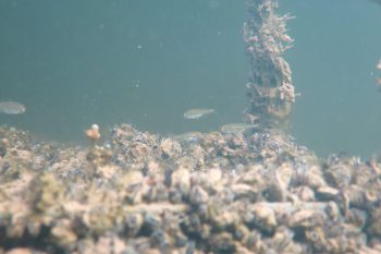 Vissen biodiversiteit Bomhofsplas