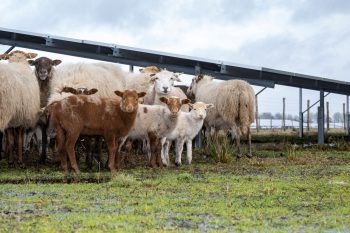 Schuilende schapen onder zonnepanelen