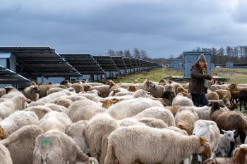 Biodiversiteit op een zonnepark