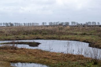 Biodiversiteit op zonnepark