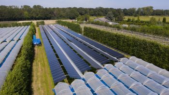 Agri-pv boven frambozen naast plastic bogen in Babberich