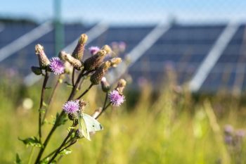 Biodiversiteit zonnepanelen