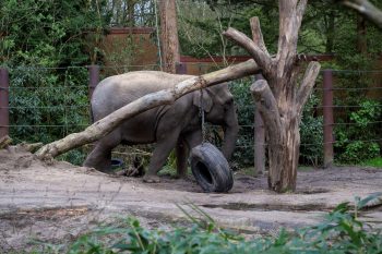 Zonnecarport DierenPark Amersfoort Zonnecarport DierenPark Amersfoort